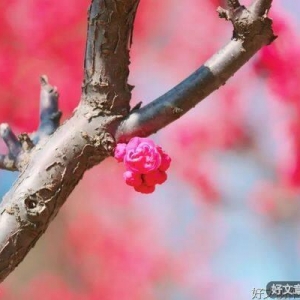 心有明媚，一路繁花