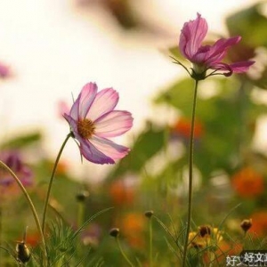 愿你历经沧桑，依然温暖如初
