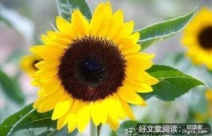 关于环境描写的优美句子