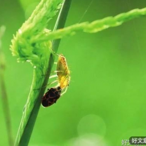 魔高一尺，道高一丈
