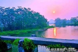 满山满岭绿绿的蕨