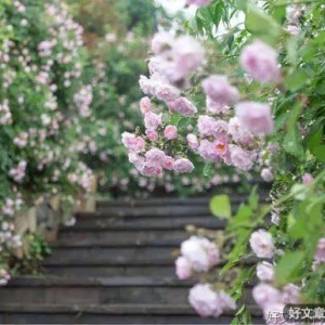 二月，心中有景，春暖花开