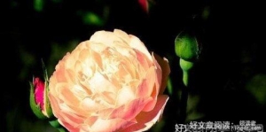 有关感悟的句子