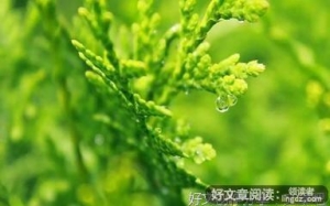 没有名称的优美句子