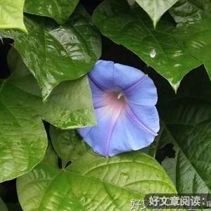 其他优美的句子