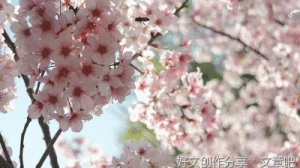 念一处明媚，遇一场花开