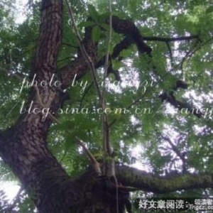 初恋的优美句子
