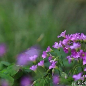故人心上过，山河又逢春
