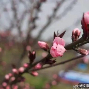 心中有花开，人生春常在