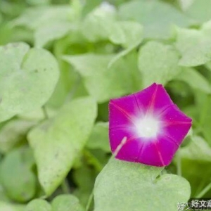 让生活美成诗的，是你的笑容