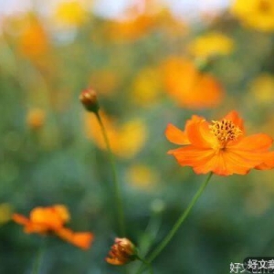 一杯水的故事，看完就放下了