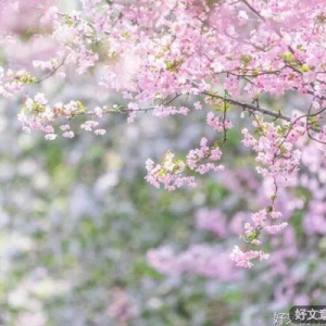 不错过春天，也不错过你