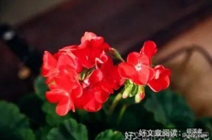 愿每一个春来处，你明媚如故