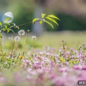 花在春盛开，人与春共情