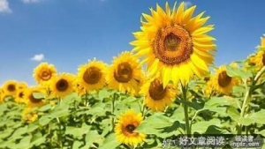 《老王》的句子
