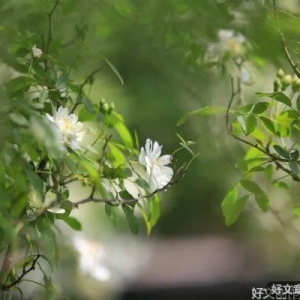 人生在世何为乐，浮生偷得半日闲