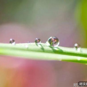 有一种高雅，叫淡泊