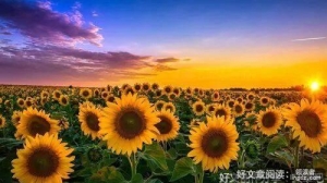携一缕阳光，微笑向暖