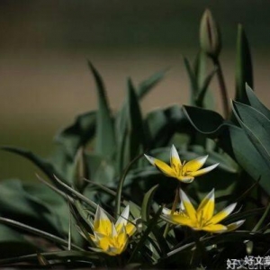 清贫中的浪漫