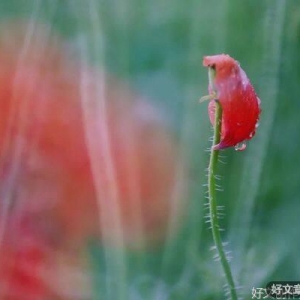 爱是一碗汤的温度