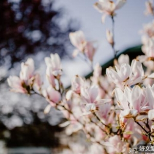 余生，活成一朵花，雅成一处景