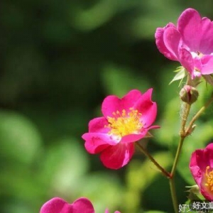 成年人最好的生活状态