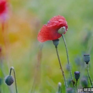 官场故事《特长》