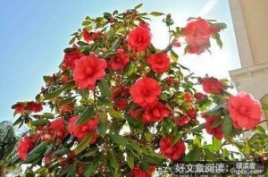 关于忧的句子
