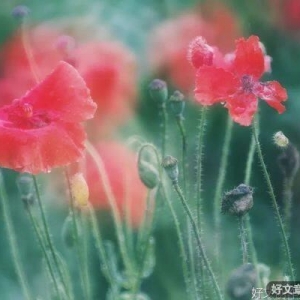 幽默笑话《缘分》