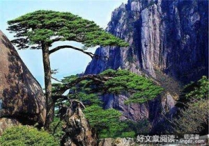 关于赞美松树的作用作文500字