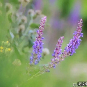 闲心，闲情，闲趣