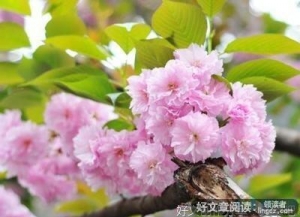 描写春天花的作文100字