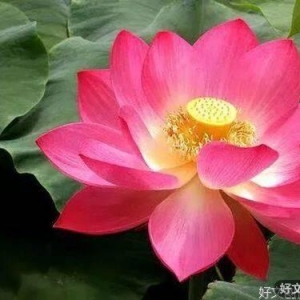 人生不过夏，何以慰平生