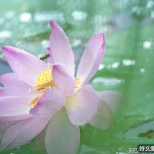 心有阳光花自开