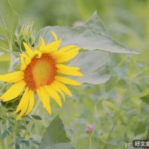 愿你的善良，明媚不忧伤