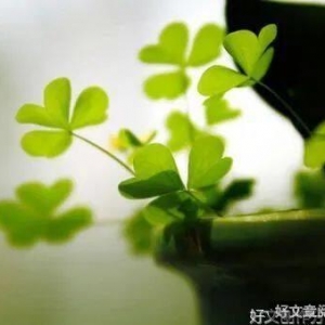 愿你心无挂碍，余生从容自在