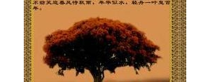 岁月年轮的美好句子,岁月的年轮的经典语录？