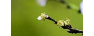 春雨简短精辟句子短句,赞美春雨的经典语句？