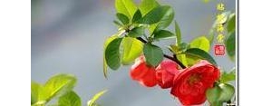 绿叶配红花绿叶的优美句子,红花配绿叶的经典句子？
