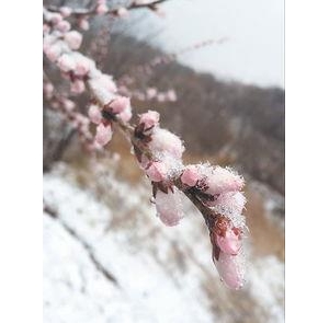 五月雪的经典句子,五月飘雪的文案？