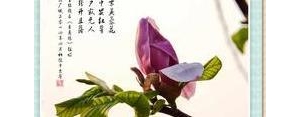 描写玉兰花的好句子,关于玉兰花的最经典句子？