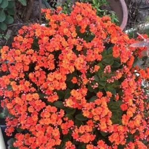 这6种花开败了？抓紧剪两刀，还能再开两三茬