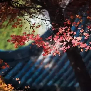 四篇短文，几十年以后再读，仍然感动你我