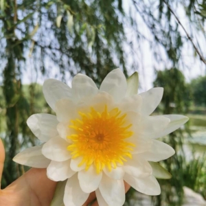 舒敏散文：伤心小镇