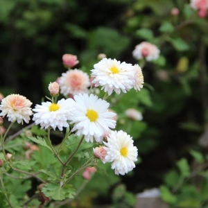 朗诵：荣荣《任性》《残菊》