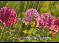 睡前故事：爱情