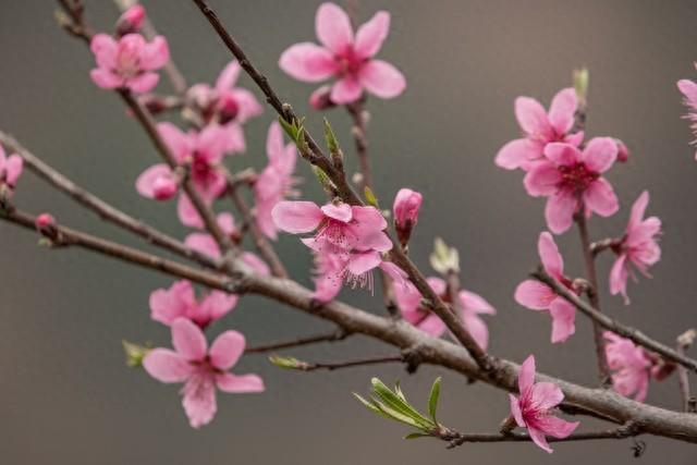 名家美文阅读精选（三月桃花水/刘湛秋）