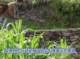 从农夫到心灵导师：强与老奶奶的感人故事