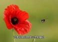 【情感故事】一个感人至深的爱情故事