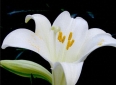 《〈百合花〉读后感》